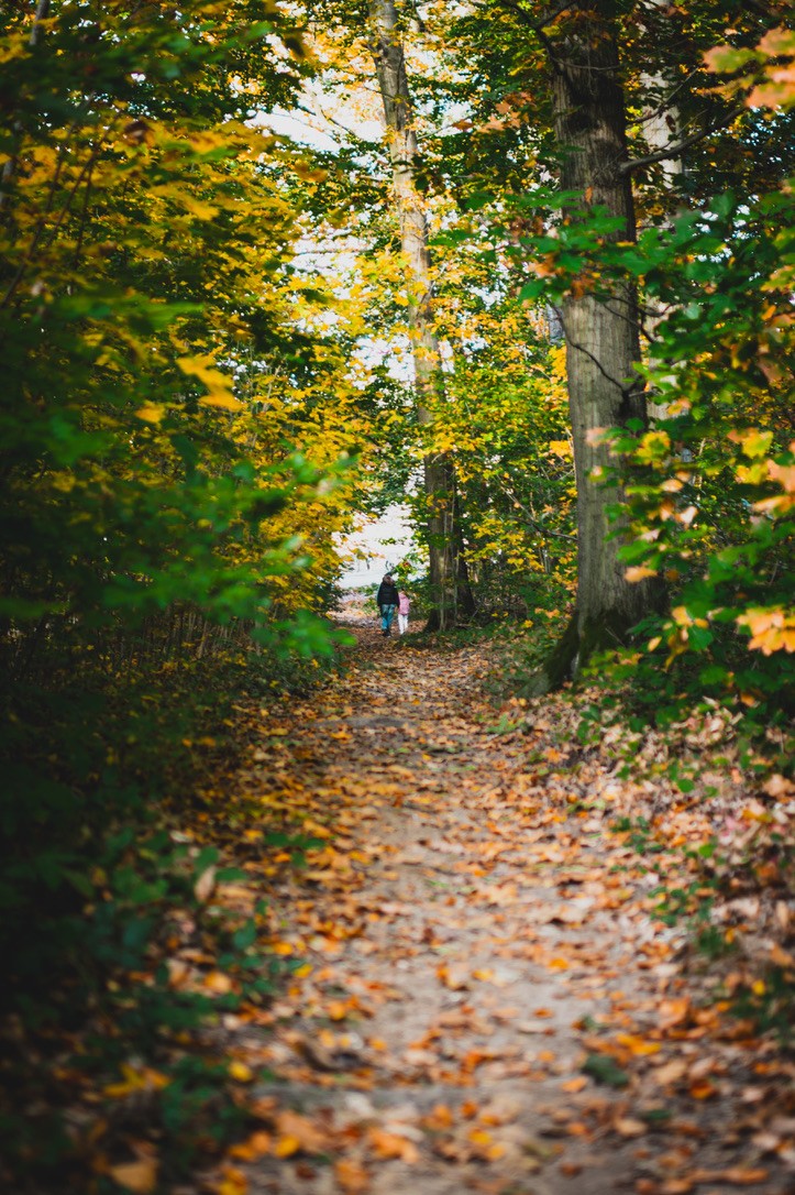 Herbstlicher Waldweg in der Dresdner Heide